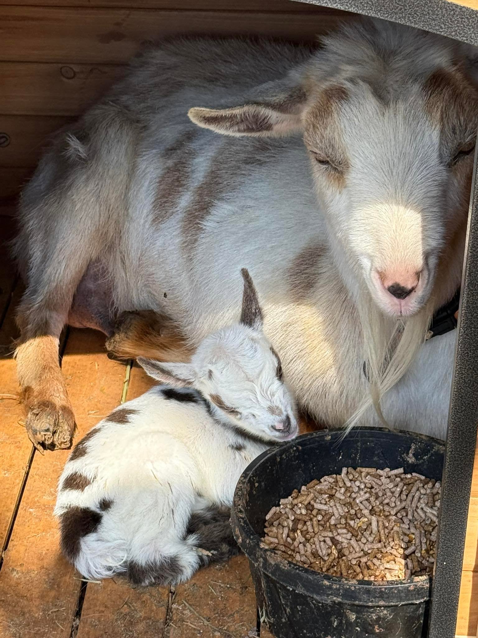 A mother goat resting closely with her baby beside their feed at Harper Farm.